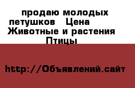 продаю молодых петушков › Цена ­ 600 -  Животные и растения » Птицы   